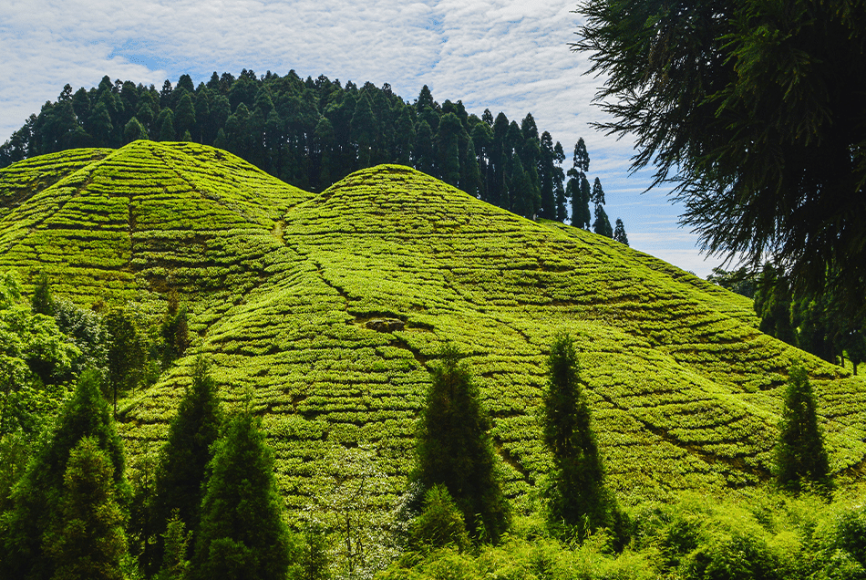 Mountain Tours & Treks